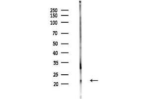 anti-KDEL (Lys-Asp-Glu-Leu) Endoplasmic Reticulum Protein Retention Receptor 2 (KDELR2) (Internal Region) antibody