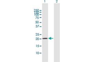 Western Blot analysis of N6AMT1 expression in transfected 293T cell line by N6AMT1 MaxPab polyclonal antibody. (N6AMT1 anticorps  (AA 1-186))
