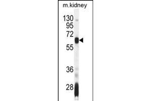 Western blot analysis in mouse kidney tissue lysates (35ug/lane). (AIRE anticorps  (AA 64-92))