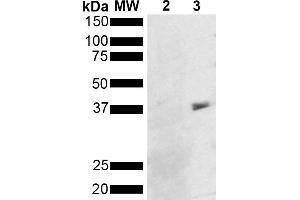 Western Blot analysis of Pseudomonas aeruginosa Metallothionein (PmtA) GST tagged showing detection of 36 kDa Metallothionein protein using Mouse Anti-Metallothionein Monoclonal Antibody, Clone 8D8 (ABIN5650709). (Metallothionein anticorps  (HRP))
