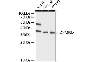 Western blot analysis of extracts of various cell lines, using CHMP2A antibody (ABIN6131292, ABIN6138543, ABIN6138544 and ABIN6214616) at 1:1000 dilution. (CHMP2A anticorps  (AA 1-222))