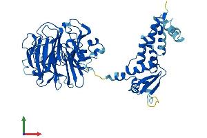AlphaFold protein structure predicition of Human Recombinant RCBTB1 Protein, UniprotID Q8NDN9