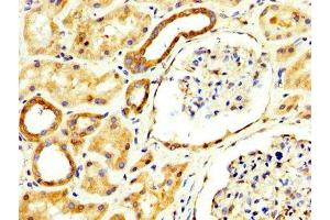IHC image of ABIN7167891 diluted at 1:300 and staining in paraffin-embedded human kidney tissue performed on a Leica BondTM system.