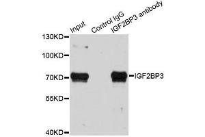 Immunoprecipitation analysis of 100ug extracts of HepG2 cells using 3ug IGF2BP3 antibody.