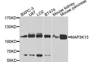 Western blot analysis of extracts of various cells, using MAP3K13 antibody. (MAP3K13 anticorps)