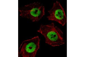 Fluorescent image of A549 cell stained with UBP1 Antibody . (UBP1 anticorps  (AA 266-295))