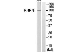 Western blot analysis of extracts from A549 cells, using RHPN1 antibody. (RHPN1 anticorps  (Internal Region))