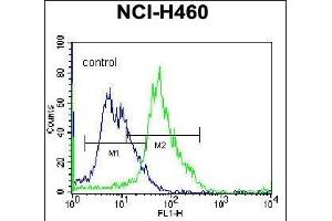 GGH Antibody (C-term) (ABIN655984 and ABIN2845368) flow cytometric analysis of NCI- cells (right histogram) compared to a negative control cell (left histogram). (GGH anticorps  (C-Term))