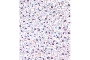 Immunohistochemistry of paraffin-embedded Rat liver using UB Rabbit pAb (ABIN7271188) at dilution of 1:100 (40x lens). (UBA5 anticorps  (AA 1-404))
