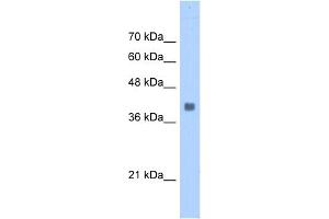 WB Suggested Anti-ALDOA Antibody Titration:  0. (ALDOA anticorps  (N-Term))