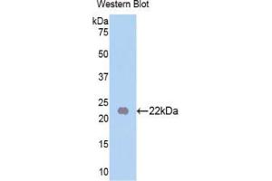 Western blot analysis of the recombinant protein. (FGF13 anticorps  (AA 63-245))
