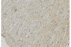 ABIN6278540 at 1/100 staining Mouse muscle tissue by IHC-P. (UCP2 anticorps  (Internal Region))