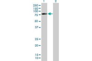 Western Blot analysis of FAF1 expression in transfected 293T cell line by FAF1 MaxPab polyclonal antibody.