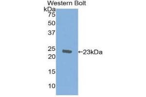 Detection of Recombinant AIF1, Human using Monoclonal Antibody to Ionized Calcium-binding Adapter Molecule 1 (IBA1)