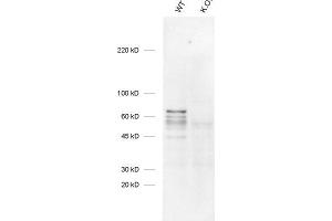 dilution: 1 : 1000 (ECL detection) ,sample: mouse WT and K. (Arhgef9 anticorps)