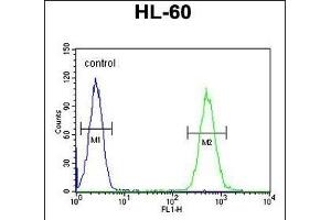 BTNL3 Antibody (C-term) (ABIN654857 and ABIN2844519) flow cytometric analysis of HL-60 cells (right histogram) compared to a negative control cell (left histogram). (BTNL3 anticorps  (C-Term))