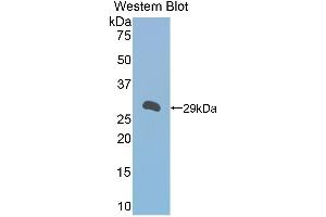 Western Blotting (WB) image for anti-alpha-1-B Glycoprotein (A1BG) (AA 220-415) antibody (ABIN1857838) (A1BG anticorps  (AA 220-415))