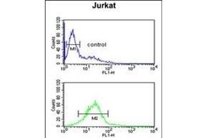 LIMD2 Antibody (N-term) (ABIN651242 and ABIN2840151) flow cytometric analysis of Jurkat cells (bottom histogram) compared to a negative control cell (top histogram). (LIMD2 anticorps  (N-Term))