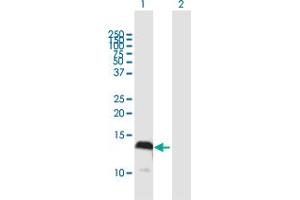 Western Blot analysis of S100A4 expression in transfected 293T cell line by S100A4 MaxPab polyclonal antibody. (s100a4 anticorps  (AA 1-101))
