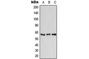 Western blot analysis of ATP6V1B1 expression in K562 (A), Raw264. (ATP6V1B1 anticorps  (C-Term))