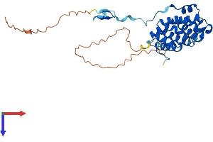 AlphaFold protein structure predicition of Human Recombinant PACRG Protein, UniprotID Q96M98