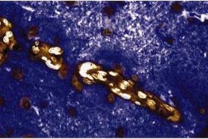 Immunohistochemical staining of a rabbit brain section. (CAN anticorps  (AA 247-449))