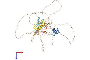 AlphaFold protein structure predicition of Human Recombinant RLIM Protein, UniprotID Q9NVW2