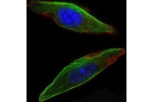 Immunofluorescent analysis of 4 % paraformaldehyde-fixed, 0.