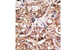 Image no. 1 for anti-Neuronal Differentiation 1 (NEUROD1) (N-Term) antibody (ABIN2853626) (NEUROD1 anticorps  (N-Term))