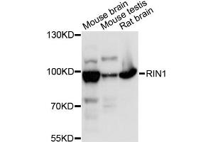 Western blot analysis of extracts of various cell lines, using RIN1 antibody (ABIN6290904) at 1:3000 dilution. (RIN1 anticorps)