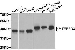 Western blot analysis of extracts of various cells, using MTERFD3 antibody. (MTERFD3 anticorps)