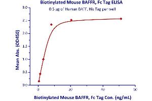 Immobilized Human BAFF, Fc Tag  with a linear range of 0.