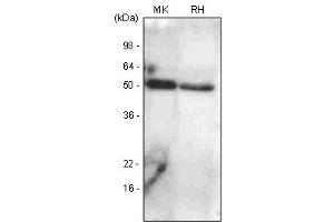 The extracts of mouse kidney (Mk) and rat heart (RH) were resolved by SDS-PAGE, transferred to PVDF membrane and probed with anti-human BMP7 antibody (1:1,000). (BMP7 anticorps  (AA 293-431))