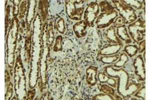 ABIN6278136 at 1/100 staining Mouse kidney tissue by IHC-P. (Calsyntenin 1 anticorps  (C-Term))