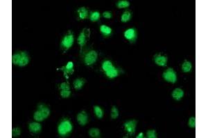 Anti-SAMHD1 mouse monoclonal antibody (ABIN2453936) immunofluorescent staining of COS7 cells transiently transfected by pCMV6-ENTRY SAMHD1 (RC206013). (SAMHD1 anticorps)