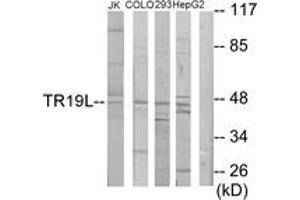 Western Blotting (WB) image for anti-RELT Tumor Necrosis Factor Receptor (RELT) (AA 381-430) antibody (ABIN2889717) (RELT anticorps  (AA 381-430))