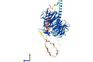 AlphaFold protein structure predicition of Mouse Recombinant Coro2a Protein, UniprotID Q8C0P5