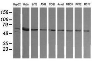 Image no. 2 for anti-TAP Binding Protein-Like (TAPBPL) antibody (ABIN1501299) (TAPBPL anticorps)