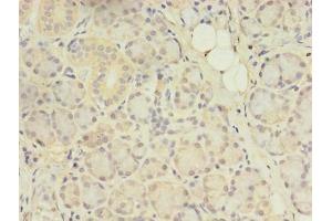 Immunohistochemistry of paraffin-embedded human pancreatic tissue using ABIN7144554 at dilution of 1:100 (ACAP1 anticorps  (AA 1-266))