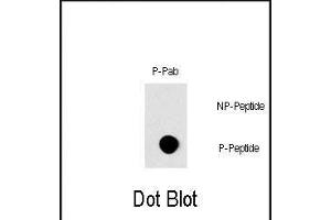 Dot blot analysis of Phospho-RAF1- Pab (Cat. (RAF1 anticorps  (pSer296))