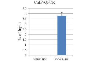 ChIP Image ChIP assay followed by QPCR on a known KAP1-binding region within the ZNF180 3’UTR (Mol Cell Biol, 2011, Lyengar et al) (KAP1 anticorps)