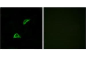 Immunofluorescence (IF) image for anti-Olfactory Receptor, Family 51, Subfamily A, Member 4 (OR51A4) (AA 200-249) antibody (ABIN2891139) (OR51A4 anticorps  (AA 200-249))