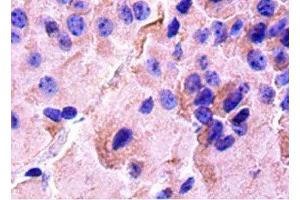 Immunohistochemistry of paraffin-embedded mouse brain tissue using ABIN7148811 at dilution of 1:50