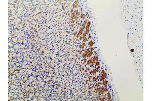 ABIN6267452 at 1/100 staining rat gastric tissue sections by IHC-P.