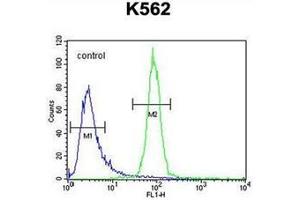Flow cytometric analysis of K562 cells using OR52A1 Antibody (C-term) Cat. (OR52A1 anticorps  (C-Term))