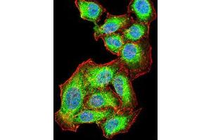 Immunofluorescence analysis of HepG2 cells using AKT1 mouse mAb (green).