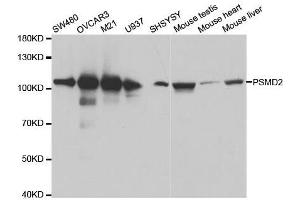 Western blot analysis of extracts of various cell lines, using PSMD2 antibody. (PSMD2 anticorps  (AA 1-260))