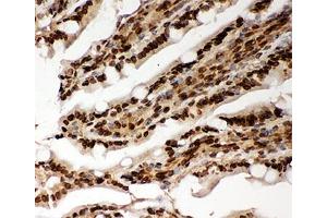 IHC-P testing of rat intestine tissue. (Lamin A/C anticorps  (AA 481-646))