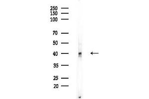 Western blot analysis of lysates from EC304 cells, using OPN3 Antibody at 1/1000 dilution.