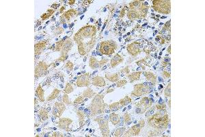 Immunohistochemistry of paraffin-embedded human stomach using BCR antibody.